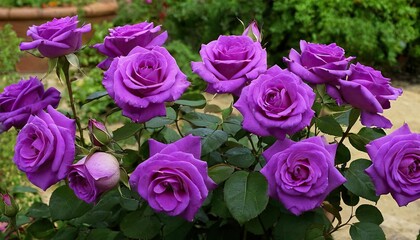 A Purple Rose Close Up Detailed Petals Soft Flower
1