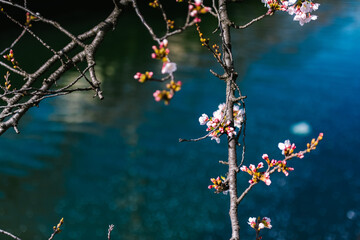 spring flowers and butterflies