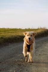 Happy light-colored dog wearing a blue harness runs towards the camera on a dirt path in a rural setting