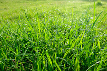 Obraz premium Fresh Morning Dew on Green Grass in Sunlight