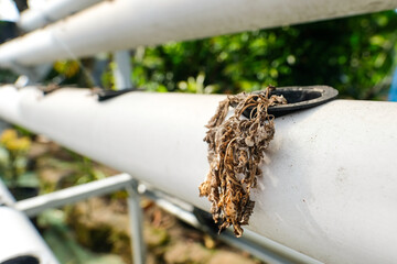 A close-up of a dried and withered plant in a hydroponic net pot installed on a white PVC pipe representing poor maintenance, climate impact, or agricultural issues
