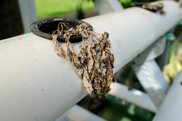A close-up of a dried and withered plant in a hydroponic net pot installed on a white PVC pipe representing poor maintenance, climate impact, or agricultural issues