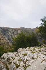 Mountain View Through Dense Green Forest in Nature Landscape