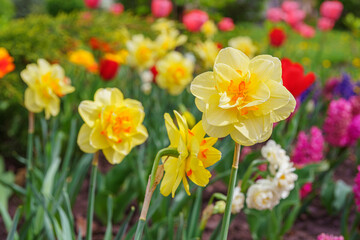 Fototapeta premium Beautiful spring yellow double petals daffodil flower in full bloom close up. Flowerbed of decorative narcissus in spring garden or park background. Plant breeding, flower growing, nature concept