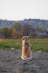 Light-colored dog wearing a blue harness sits on a dirt path, facing away from the viewer towards a rural landscape with trees