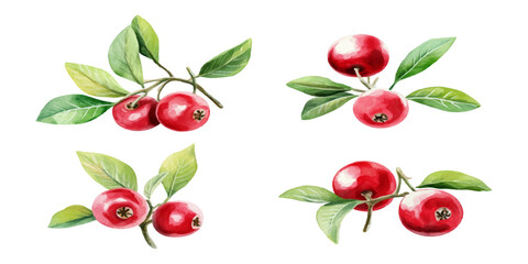 A set of watercolor red berries with green leaves, clip art, on a white background