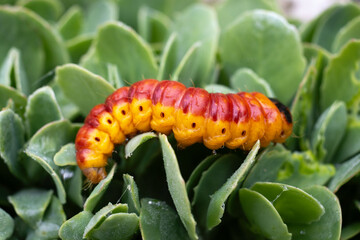 Chenille, papillion, Cossus gâte bois,.Cossus cossus