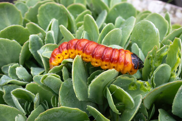 Chenille, papillion, Cossus gâte bois,.Cossus cossus