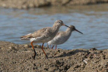 Chevalier gambette,.Tringa totanus, Common Redshank