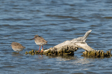 Chevalier gambette,.Tringa totanus, Common Redshank
