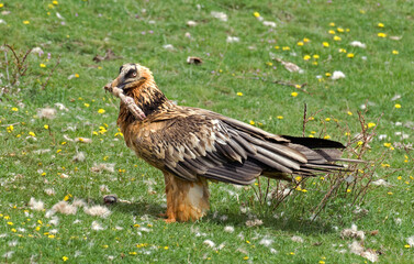 Gypaète barbu,.Gypaetus barbatus, Bearded Vulture