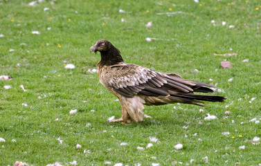 Gypaète barbu,.Gypaetus barbatus, Bearded Vulture
