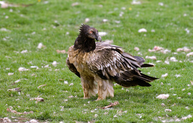 Gypaète barbu,.Gypaetus barbatus, Bearded Vulture