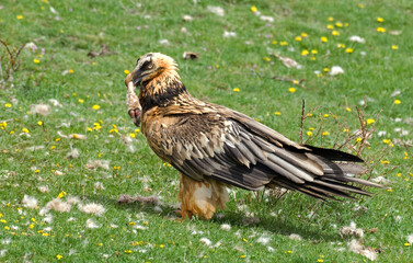 Gypaète barbu,.Gypaetus barbatus, Bearded Vulture