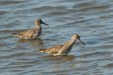 Chevalier gambette,.Tringa totanus, Common Redshank