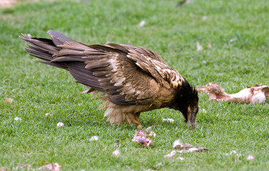 Gypaète barbu,.Gypaetus barbatus, Bearded Vulture