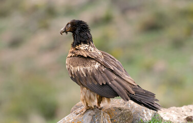 Gypaète barbu,.Gypaetus barbatus, Bearded Vulture