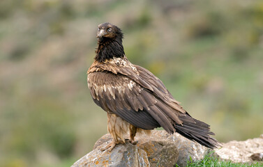 Fototapeta premium Gypaète barbu,.Gypaetus barbatus, Bearded Vulture