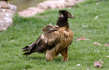 Obraz premium Gypaète barbu,.Gypaetus barbatus, Bearded Vulture