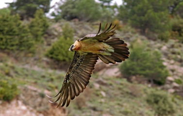 Gypaète barbu,.Gypaetus barbatus, Bearded Vulture