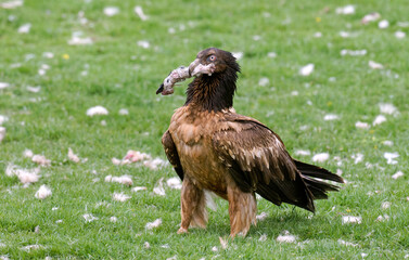 Gypaète barbu,.Gypaetus barbatus, Bearded Vulture
