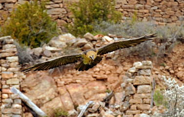 Gypaète barbu,.Gypaetus barbatus, Bearded Vulture