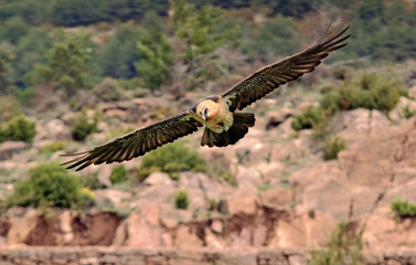Gypaète barbu,.Gypaetus barbatus, Bearded Vulture
