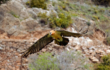 Gypaète barbu,.Gypaetus barbatus, Bearded Vulture