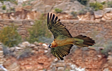 Gypaète barbu,.Gypaetus barbatus, Bearded Vulture