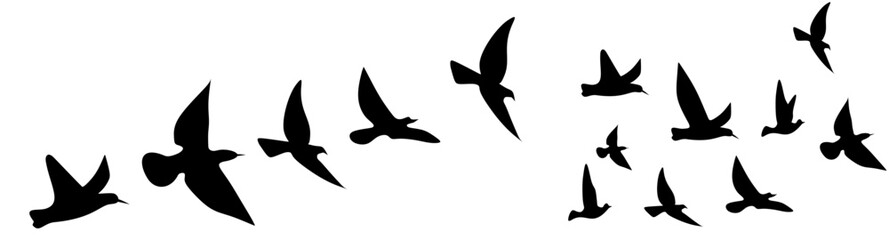 Flying birds silhouettes on white background. Vector illustration. isolated bird flying. tattoo design.vector illustration