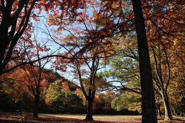 紅葉した秋の公園広場
