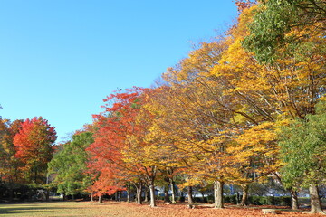 Naklejka premium 公園の紅葉した樹木