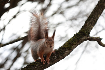 Adorable Eurasian Red Squirrel (Sciurus Vulgaris) With Eyes Partially Closed, Perched On A Mossy Tree Branch. Captivating Wild Animal Behavior.