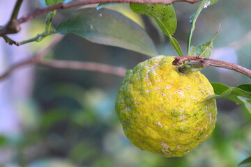 木になる花ユズ