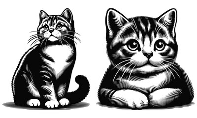 black cat on white background