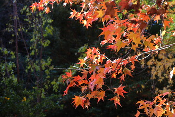日差しの中の紅葉