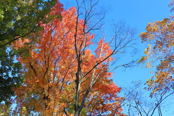 紅葉するモミジバフウと青空