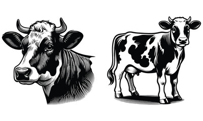 cow on white background