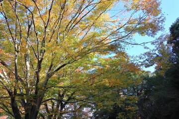 紅葉した公園の樹木