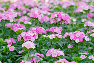 Fototapeta premium Sweet William Flowers Blooming in a Colorful Garden