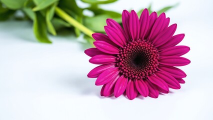Close Up of Blooming Pink Daisy Flower on White Background