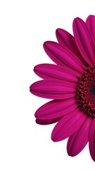 Obraz premium Close Up of Blooming Pink Daisy Flower on White Background