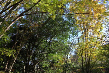 光の射す公園の秋の木々の風景