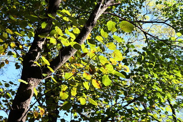 公園に植えられたケグワの木