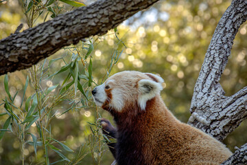 panda roux en train de manger