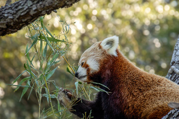 Obraz premium panda roux en train de manger