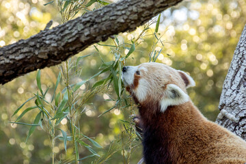 panda roux en train de manger