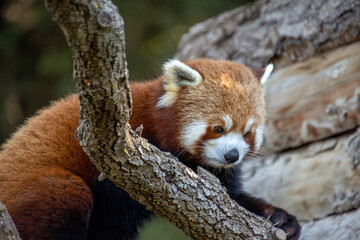 panda roux sur une branche