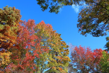 青空の下の紅葉したヌマスギとフウとモミジバフウ
