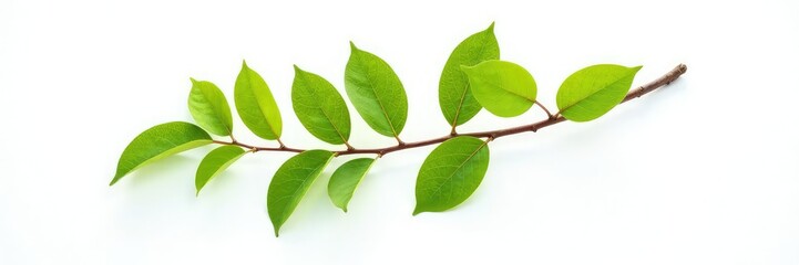 Naklejka premium An isolated branch with leaves in front of a bright and bold white background highlighting its shape, foliage, still life,